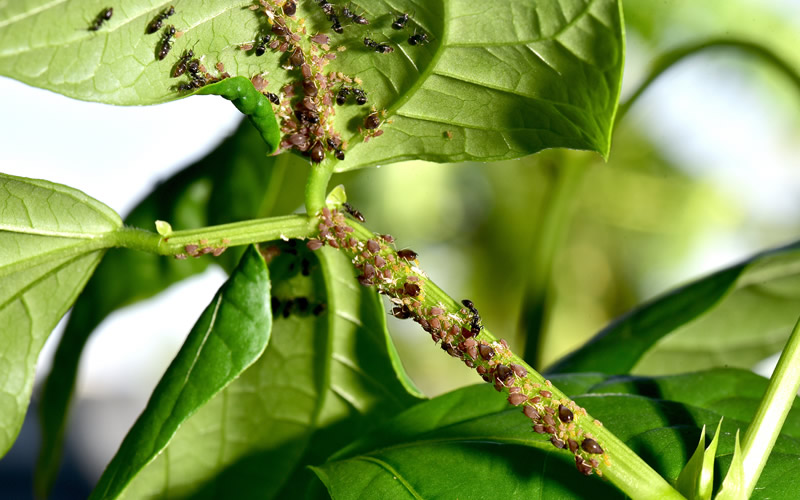 Средства защиты растений от насекомых